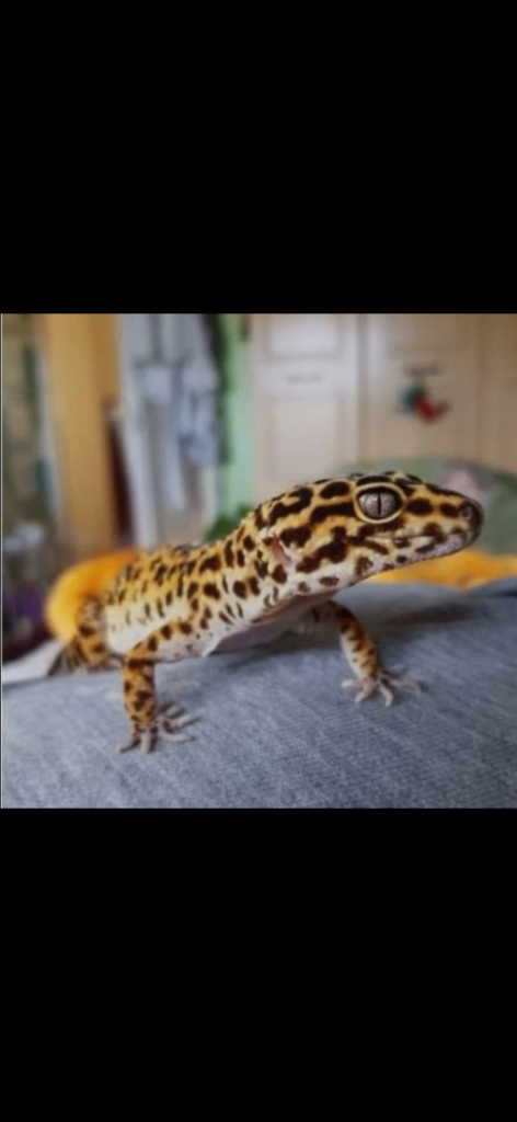 Leopard gecko