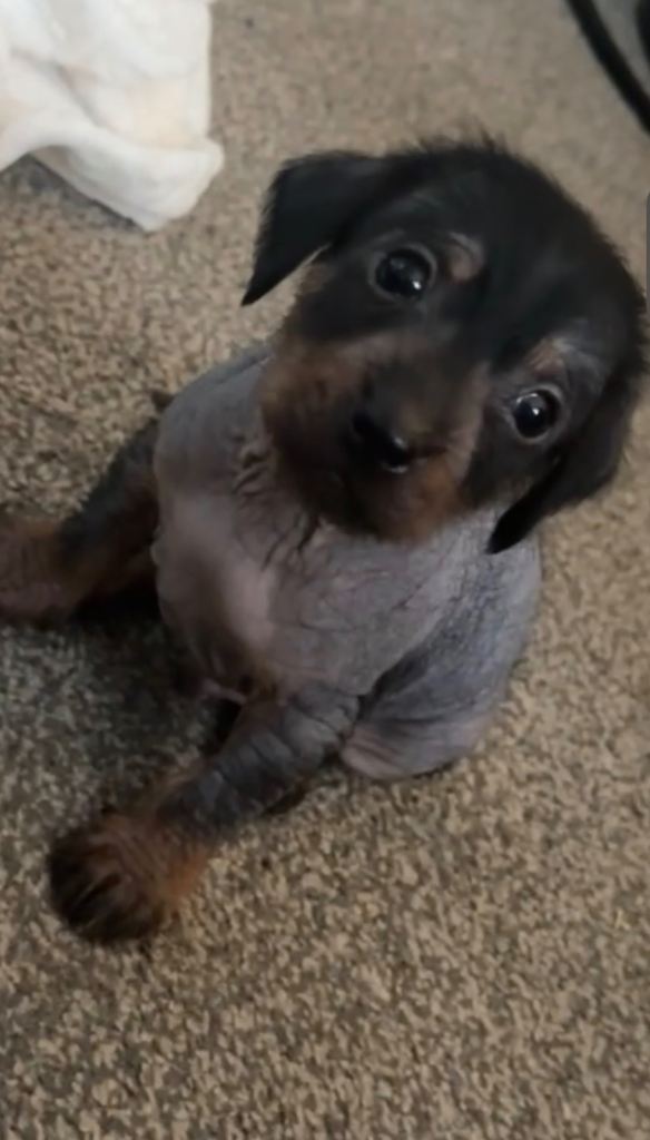 Miniature dachshund x Chinese crested 