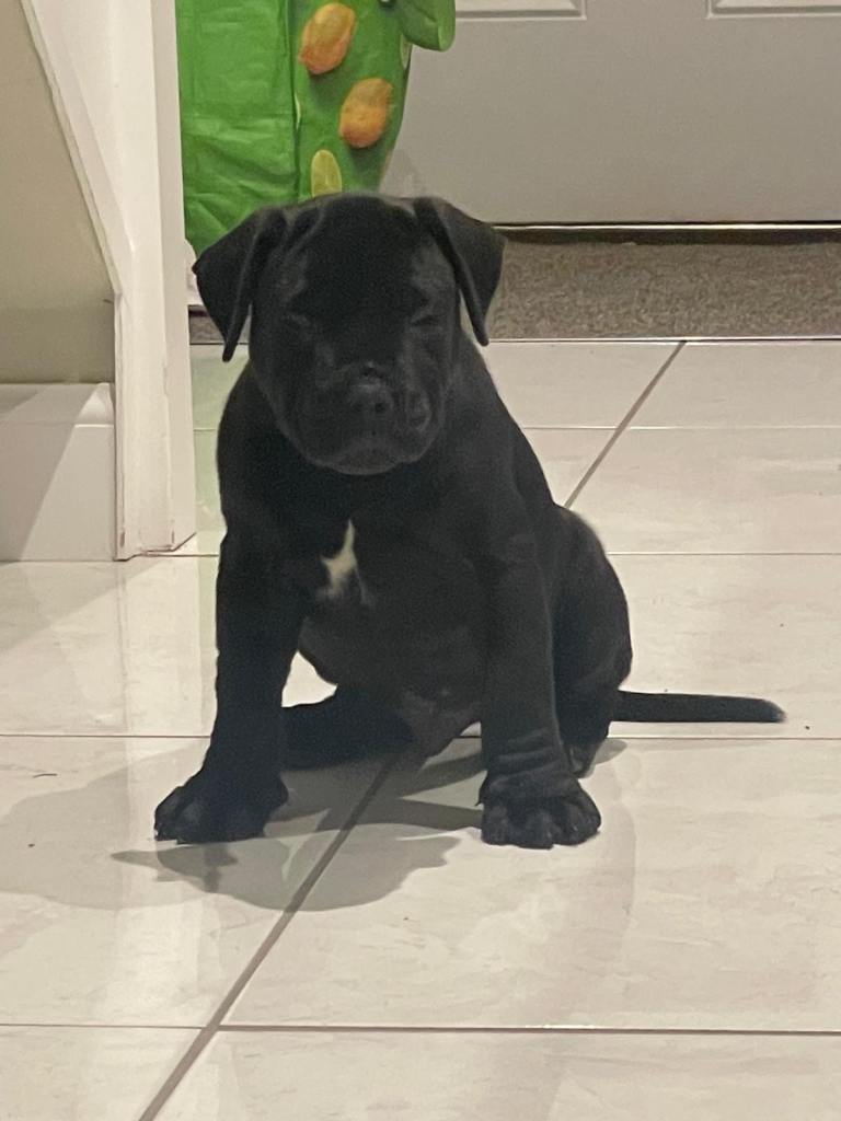 Staffordshire Bull Terrier Male Pup For Sale