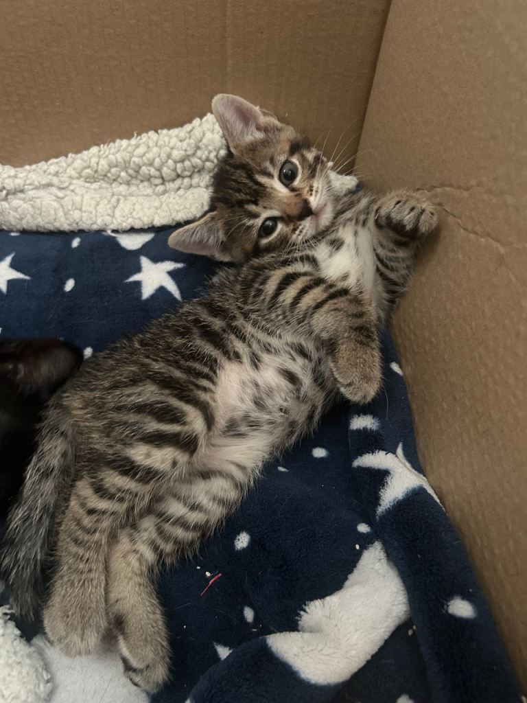 Four gorgeous kittens looking for their forever homes 