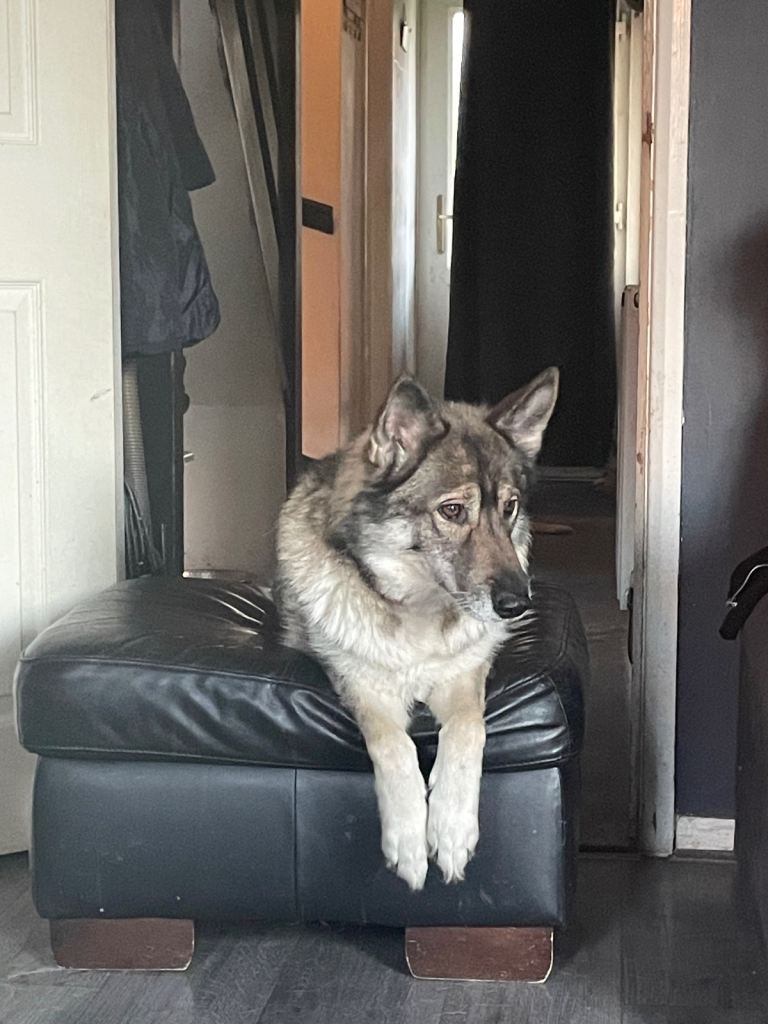 Lexi 7 year old gsd x husky 