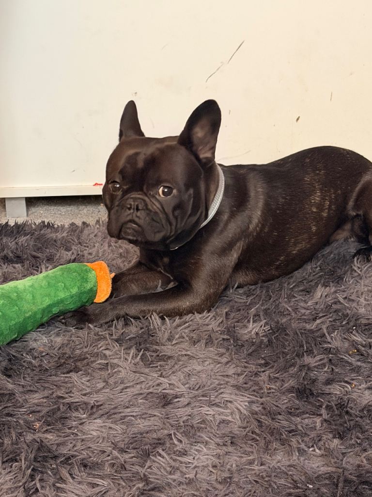 KC registered French Bulldog
