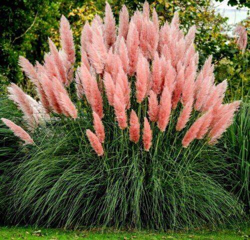 PINK FEATHER- Pampas Grass Large plant in 2L Pot 90cm Leaves