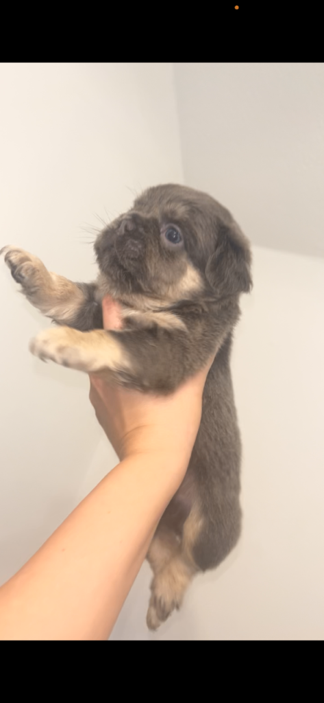 French bulldogs for sale 