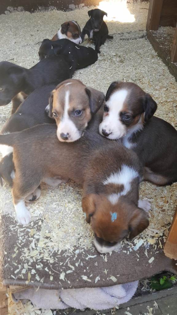 Jackrussel cross cockerspaniel 