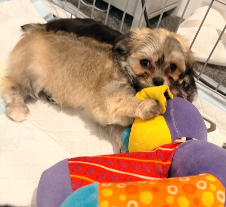 Malchi fluffy puppies 