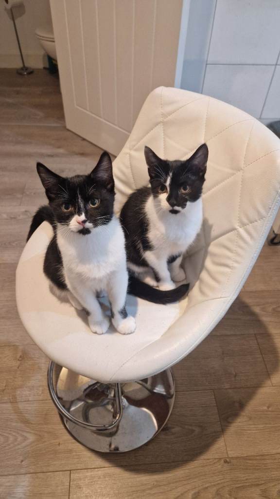 Two beautiful kittens, male and female