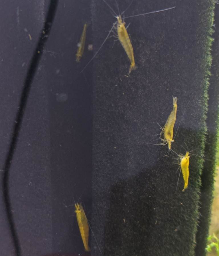Yellow Cherry Shrimp, Ramshorn Snails, Trumpet Snails, Bristlenose Plecco