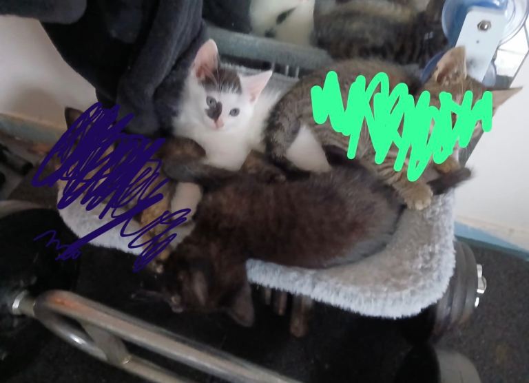 Adorable Kittens Looking for New Homes