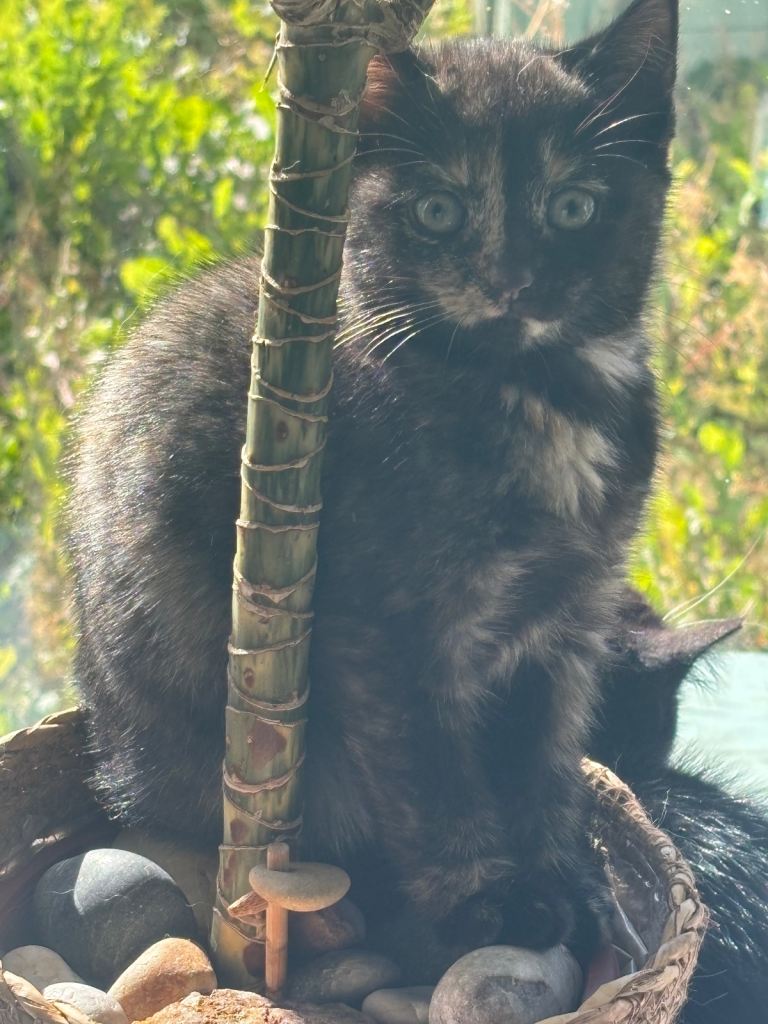 Kitten