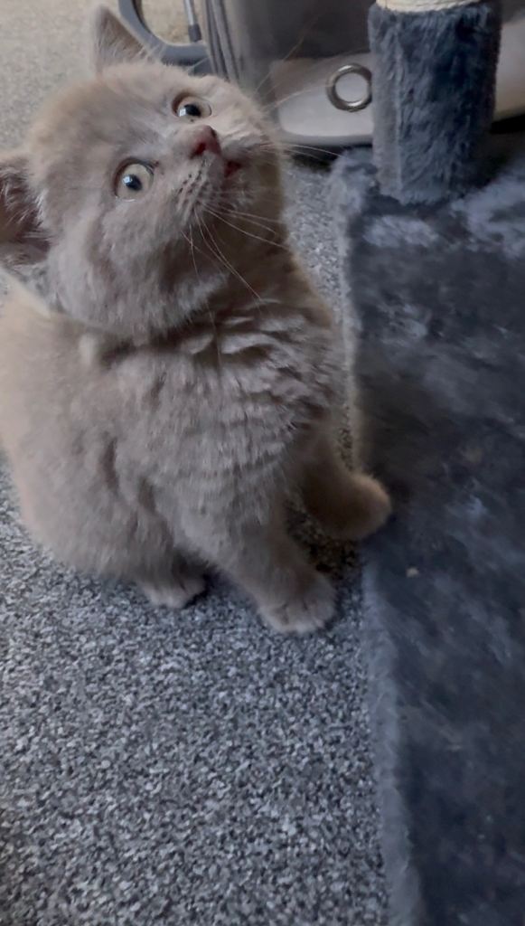 British Shorthair Kitten - Lilac Male 