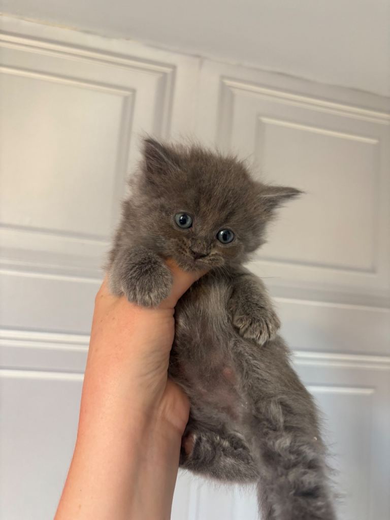 Half ragdoll kittens 