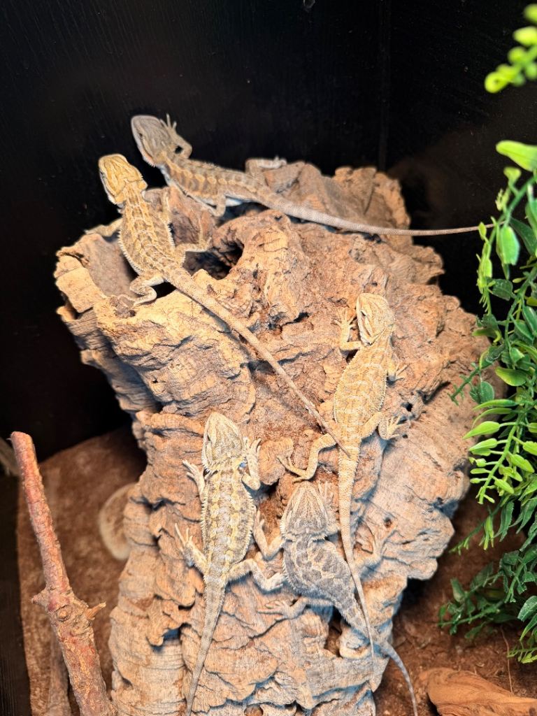 Baby bearded dragons ready  