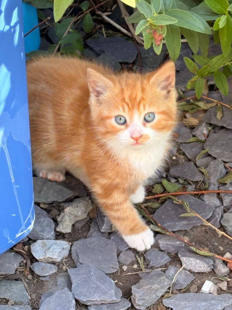 Kitten for sale