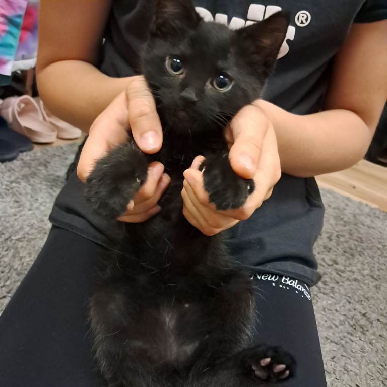 Kittens 