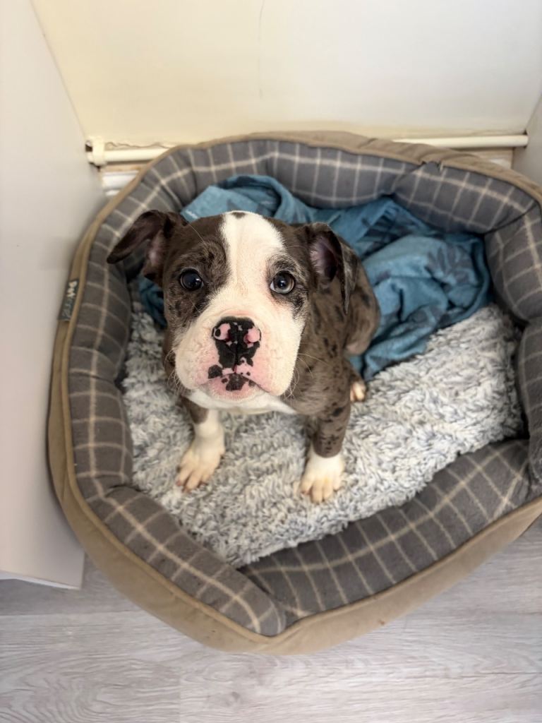 Olde English bulldog