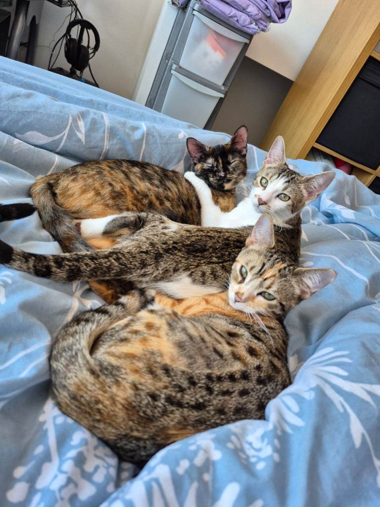 3 female cats for adoption 