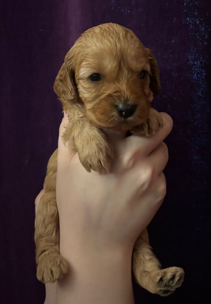 Gorgeous Golden and Fox Red Cavapoos