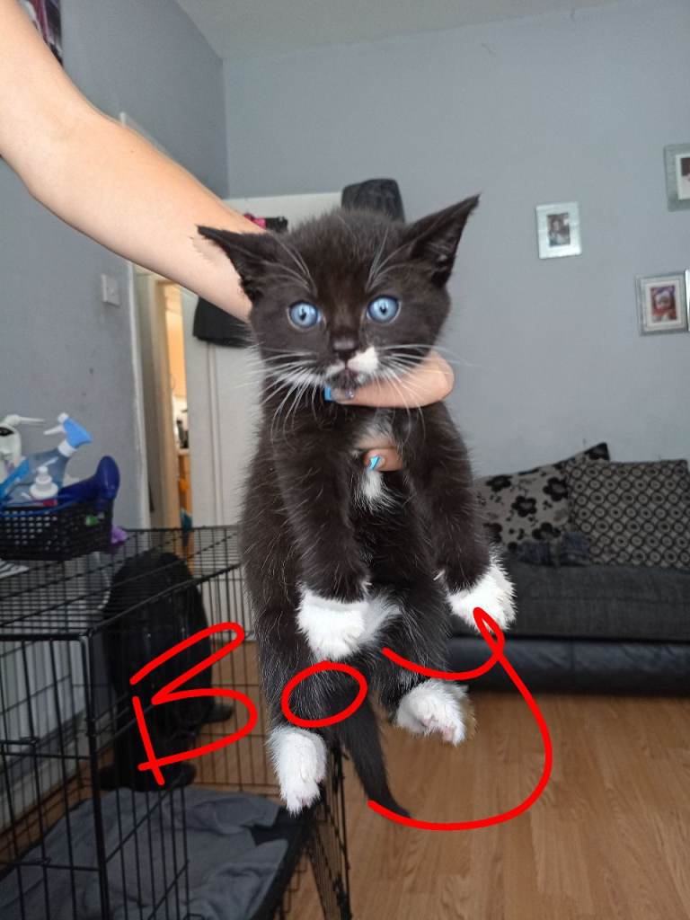 1 boy kitten left for sale there beautiful £110