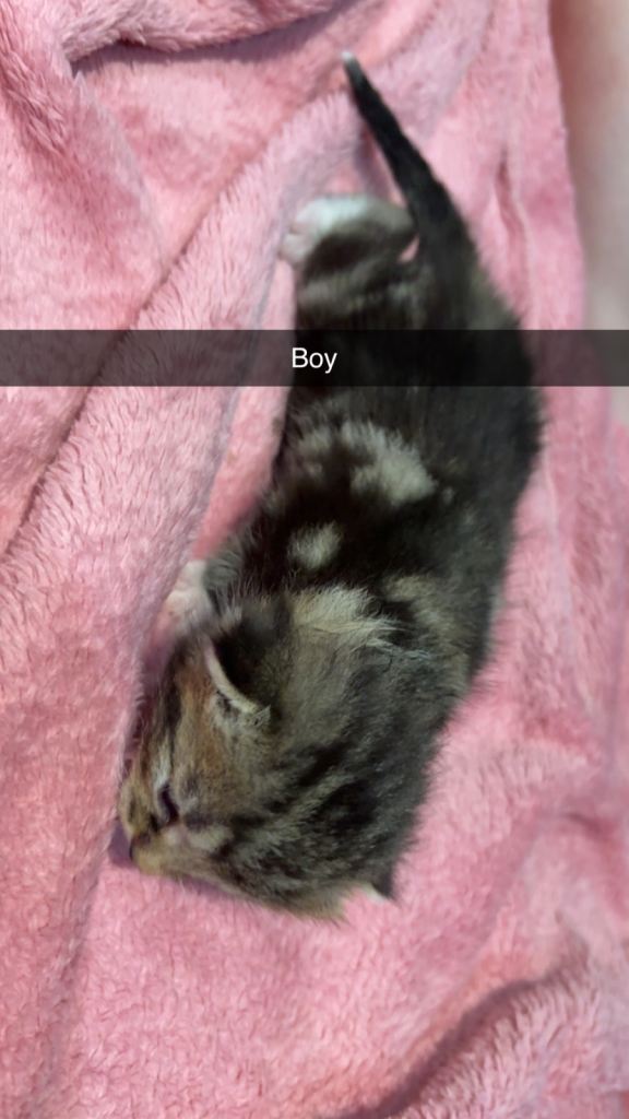 Kittens 