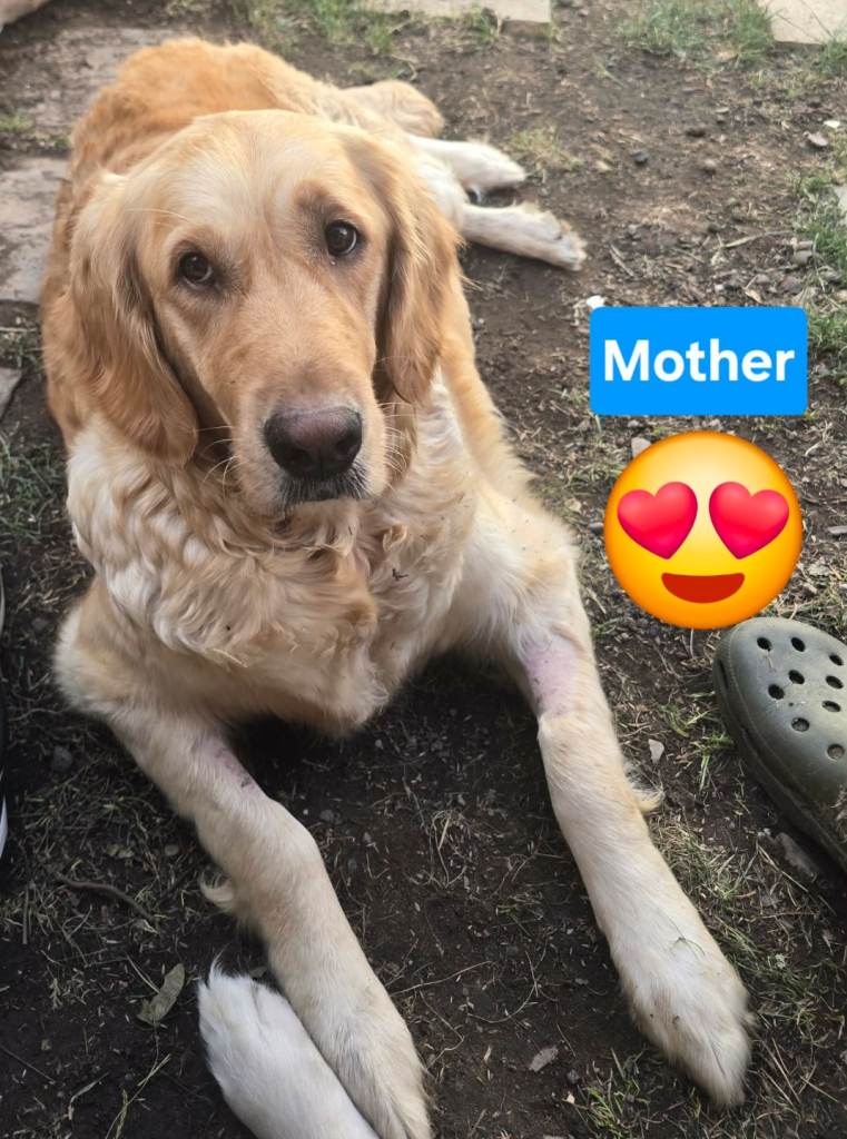 Gorgeous Golden Retriever puppies KC registered 