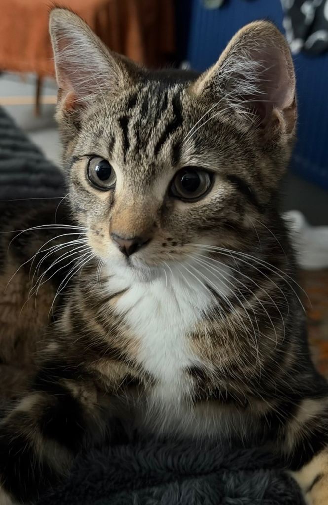 Tabby Kitten