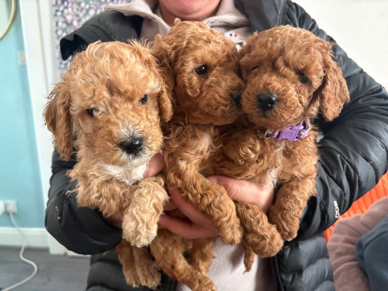 F2 Cockapoo puppies 
