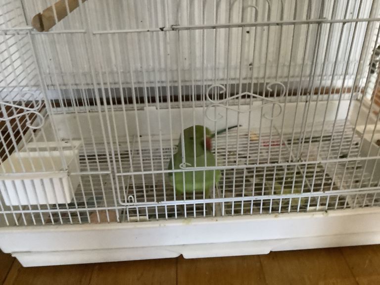 I have a Indian ring, Nick for sale 