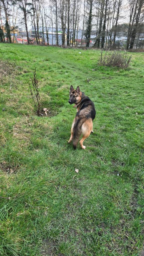 Shepsky 