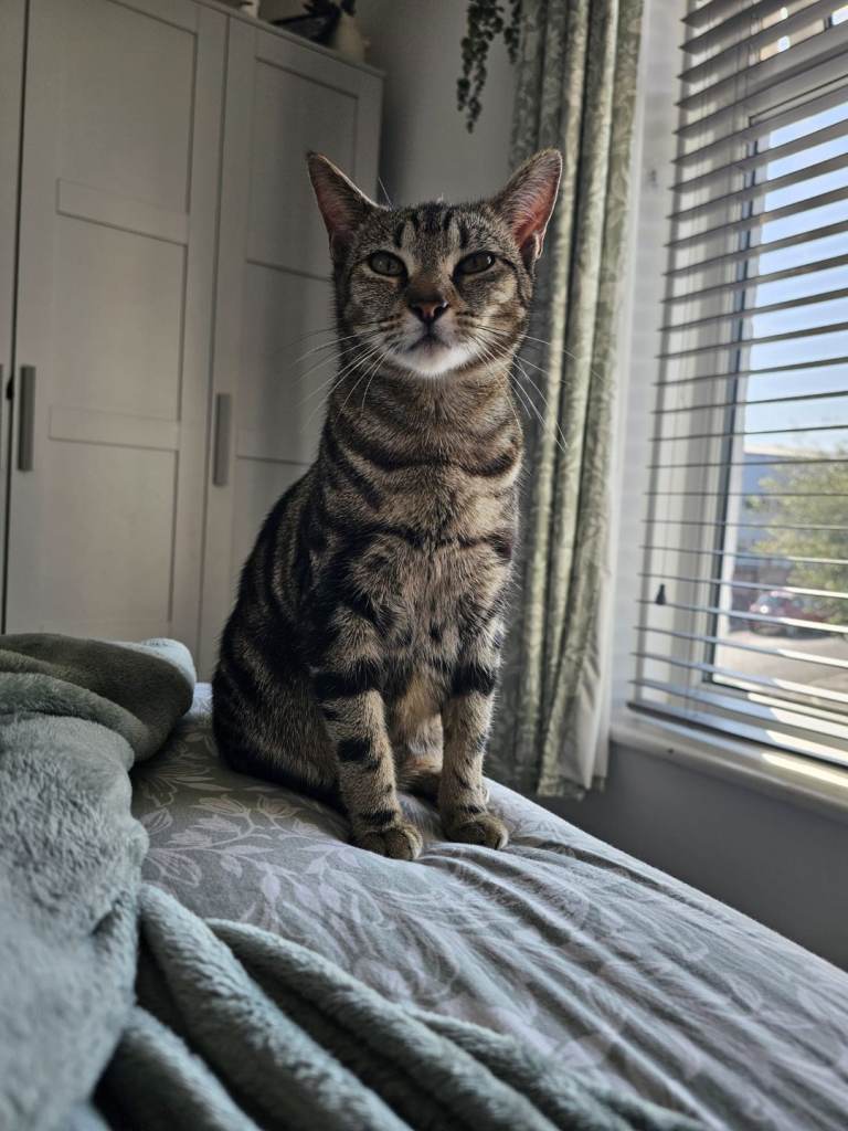 2 boys and 2 girls needing loving homes 