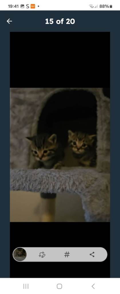  gorgeous tabby kittens 