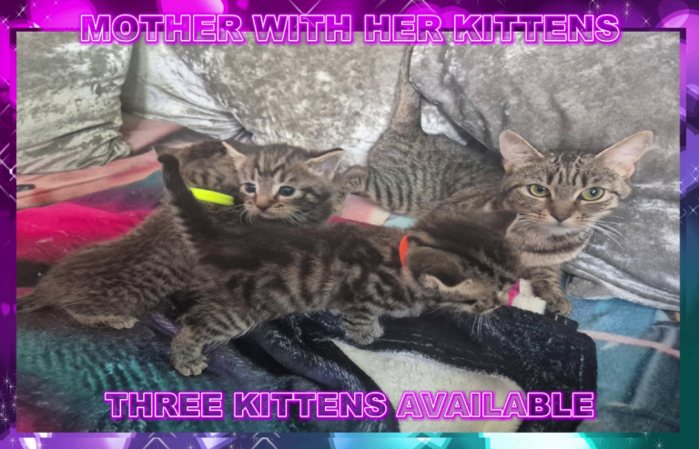 Mixed Breed Tabby Kittens For Sale