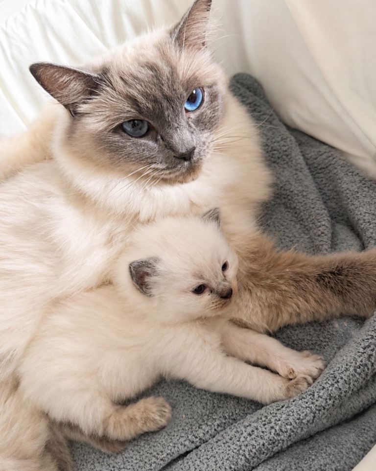 Ragdoll kittens 