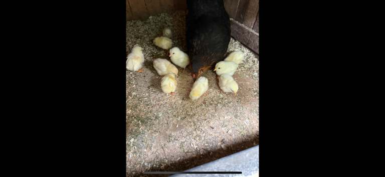 Baby chicks for sale 