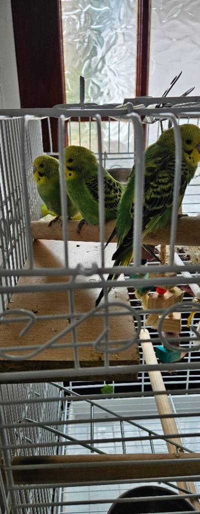 Budgies with cage and toys 