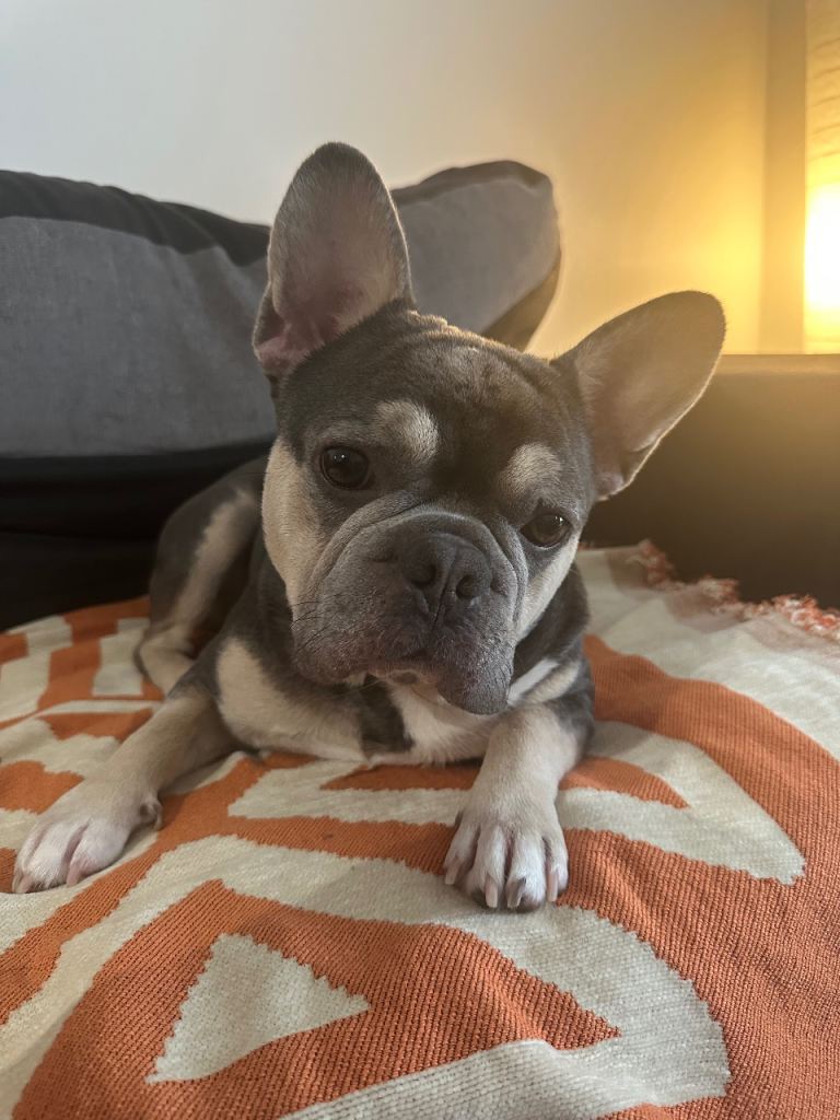 3.5 year old male frenchie 