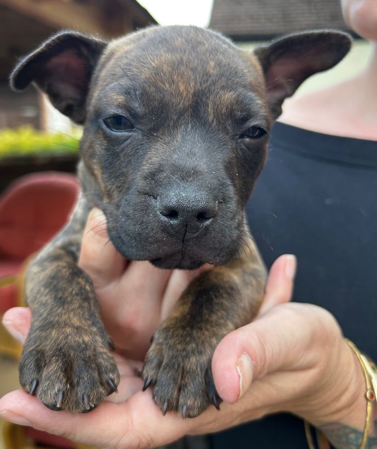 French bull dog / Bull pei