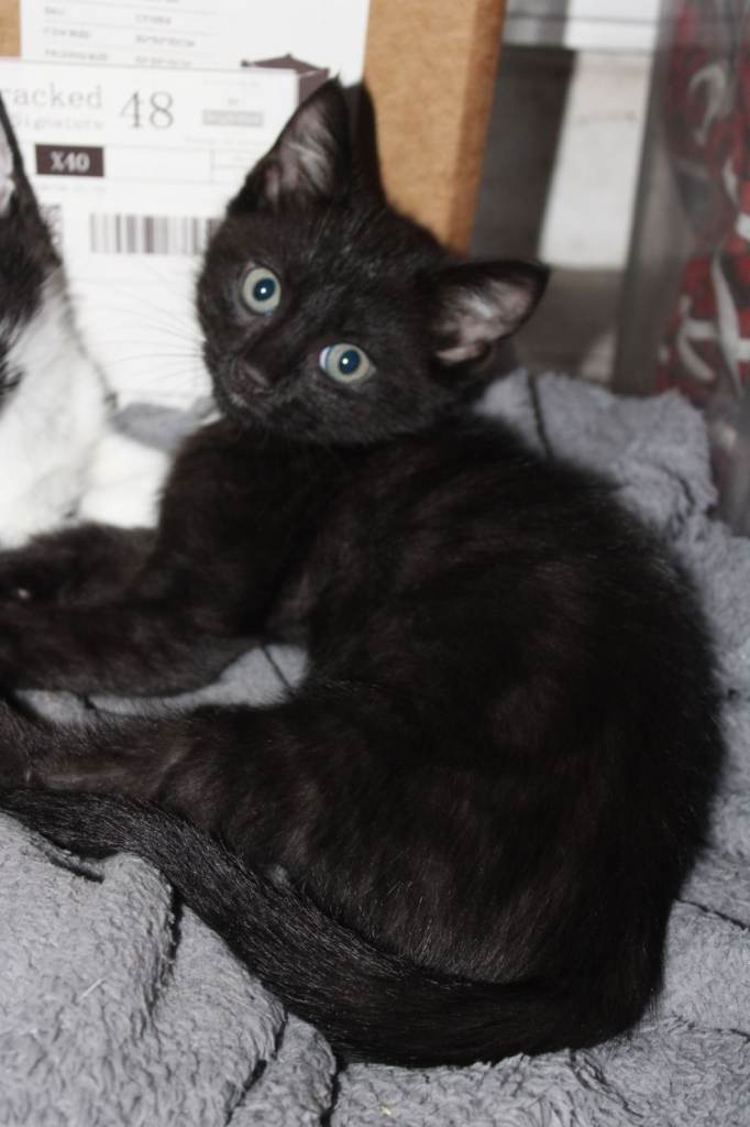 Energetic Kitten