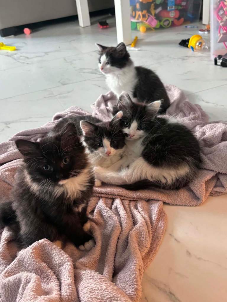 Ragdoll x Turkish Angora Kittens