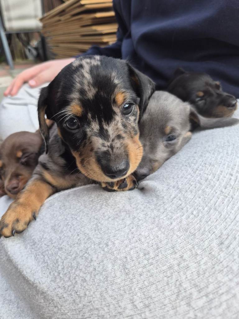 Miniature dachshund puppies for sale