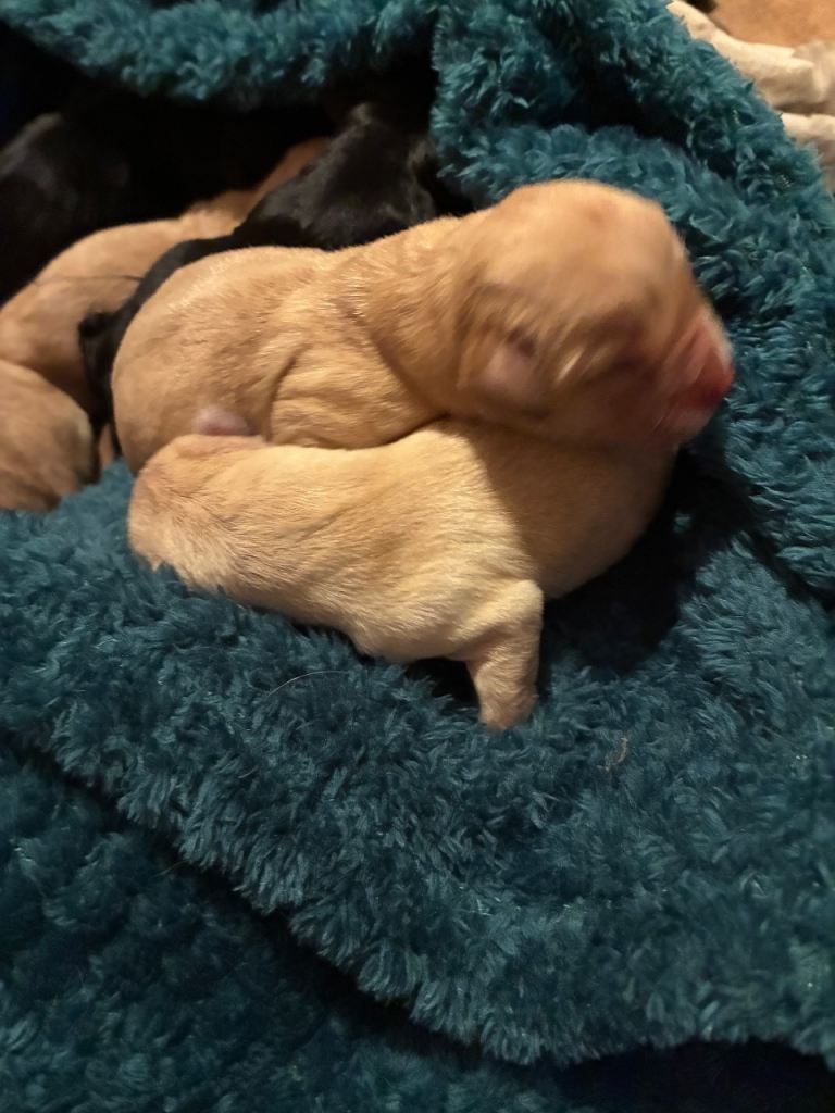 Purebred lab puppies