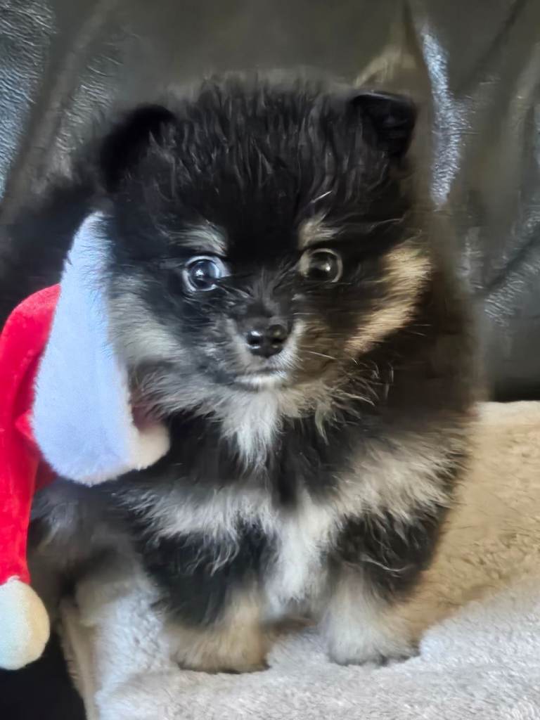 1 pomeranian baby boy