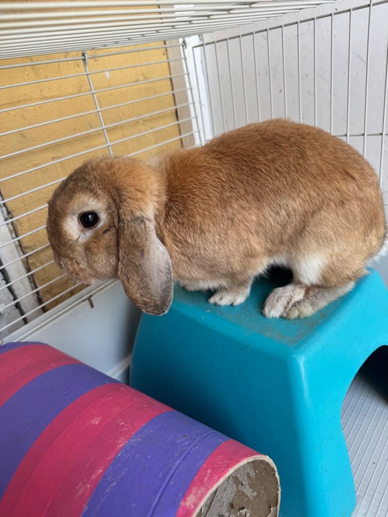 Beautiful rabbit pair for sale 