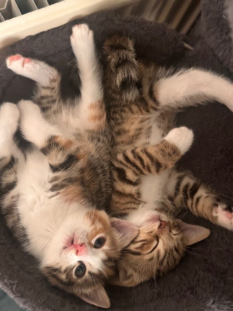 Beautiful Bengal Mix Kittens - Playful, Healthy & Ready for Loving Homes