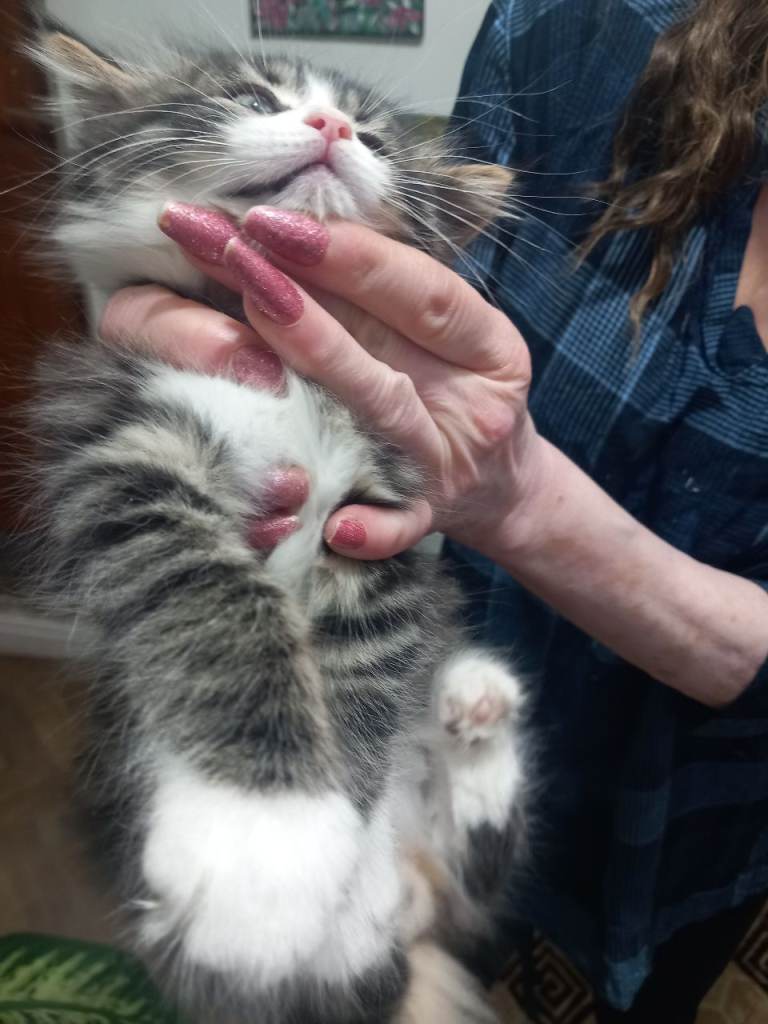 He will be 2 months old on December 17. Thick fur, nice and friendly boy kitten. Rare and beautiful.