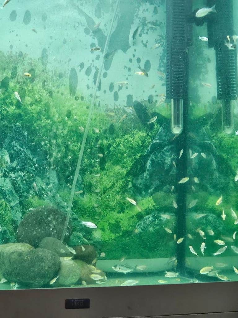 Koi for sale