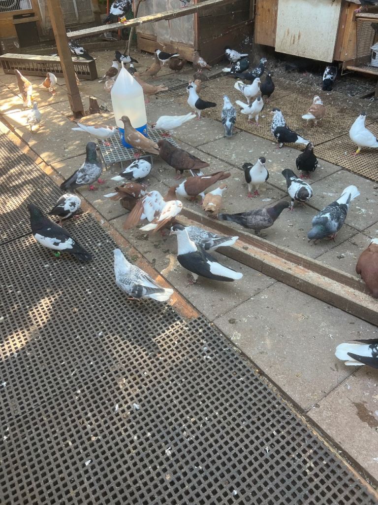 Afghan Pigeons 