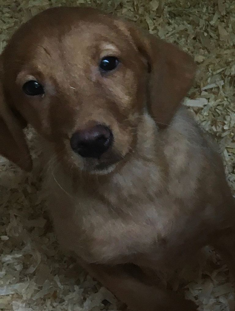 Fox red labs kc reg