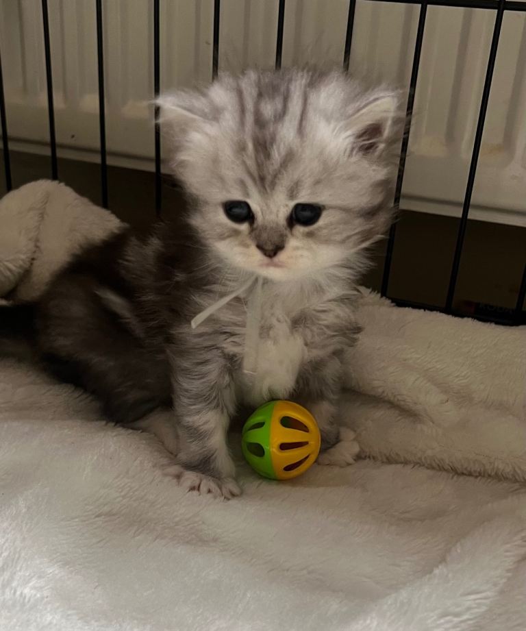 Perdoll kittens