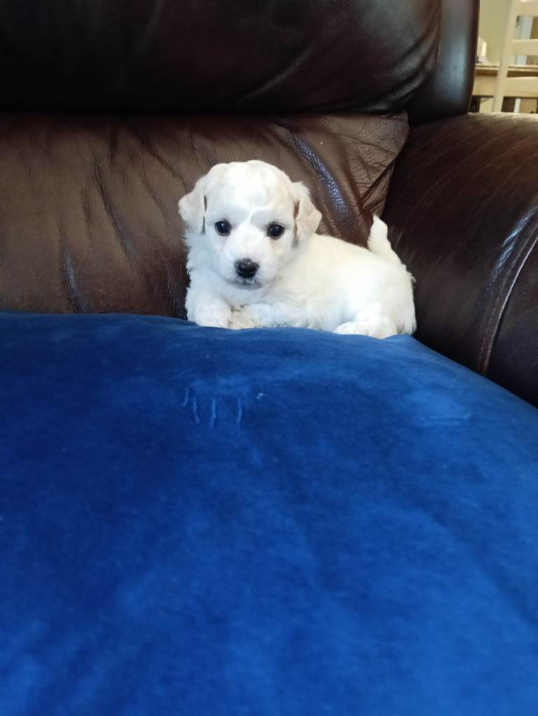 Pedigree Bichon Friese 